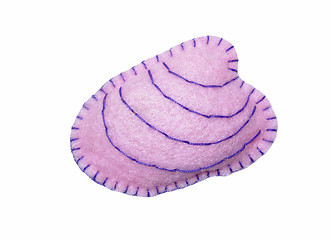 Image showing Clam