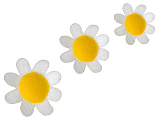 Image showing Daisies