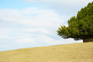 Image showing Tree frames the sky on an empty hill