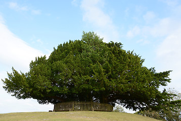 Image showing Bolton's Bench in the New Forest