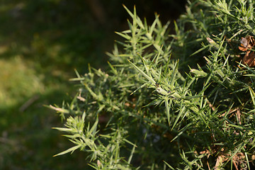 Image showing Ant on a spiky gorse bush