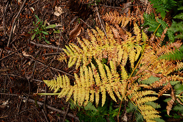 Image showing Yellow bracken leaves in woodland