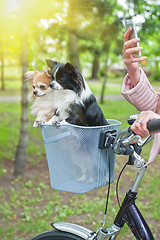 Image showing bicycle walking with dogs