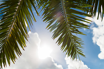 Image showing palm tree over blue sky with white clouds