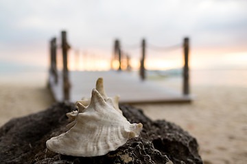 Image showing close up of seashell on tropical beach