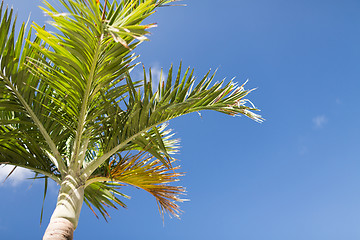 Image showing palm tree over blue sky with white clouds