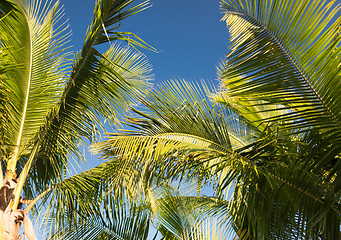 Image showing palm tree over blue sky with white clouds