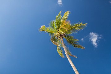 Image showing palm tree over blue sky with white clouds