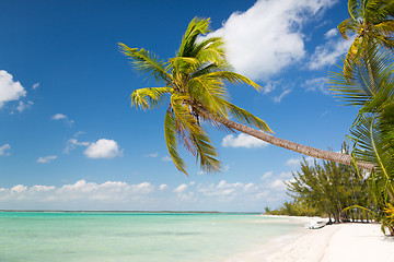 Image showing tropical beach with palm trees