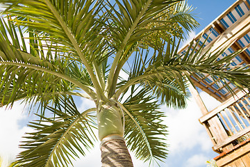 Image showing palm tree over blue sky with white clouds