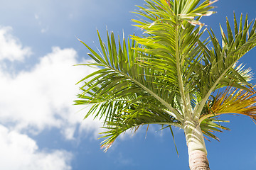 Image showing palm tree over blue sky with white clouds