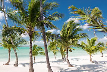 Image showing tropical beach with palm trees