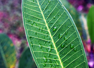 Image showing Leaf