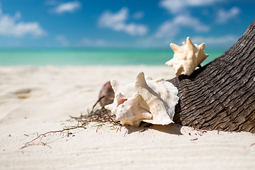 Image showing close up of seashell on tropical beach