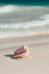 Image showing close up of seashell on tropical beach