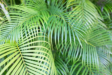 Image showing close-up of palm tree leaves