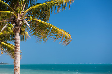 Image showing palm tree over blue sky with white clouds