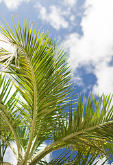 Image showing palm tree over blue sky with white clouds