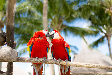 Image showing couple of red parrots sitting on perch