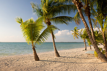 Image showing tropical beach with palm trees