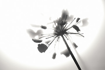 Image showing Flowers and Sun