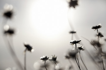 Image showing Flowers and Sun