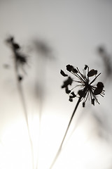 Image showing Flowers and Sun