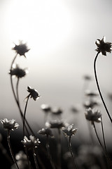 Image showing Flowers and Sun