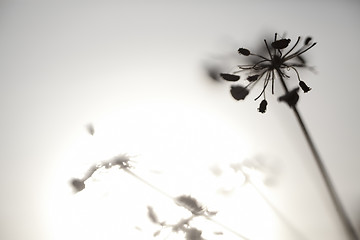 Image showing Flowers and Sun