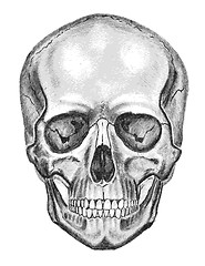 Image showing Skull. Trace, don't easy edit