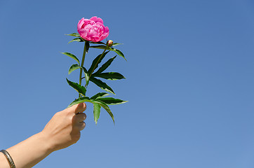 Image showing peony twig in female hand on blue sky background 