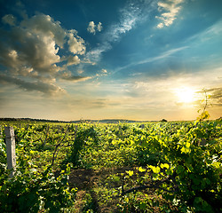 Image showing Green grape field