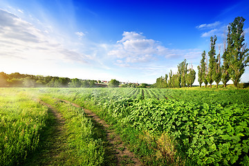 Image showing Sunflowers and country road