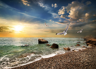 Image showing Seagull over sea