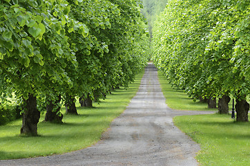 Image showing wide path of the linden alley