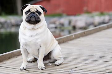 Image showing Pug sitting in front outdoors