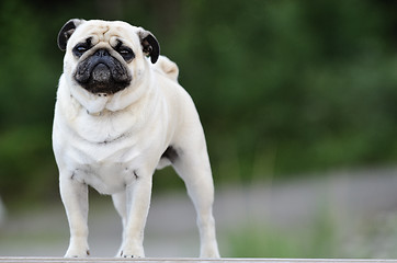 Image showing Pug standing in front outdoors