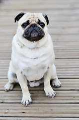 Image showing Pug sitting in front outdoors