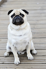 Image showing Pug sitting in front outdoors