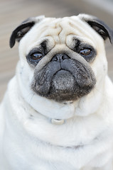 Image showing Portrait of a Pug outdoors