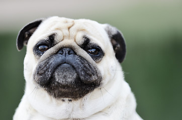 Image showing Portrait of a Pug outdoors