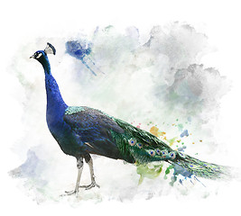 Image showing Watercolor Image Of Peacock