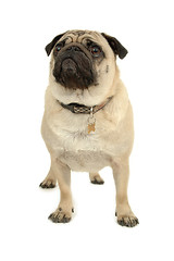 Image showing pug over white