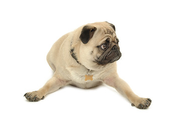 Image showing Pug resting