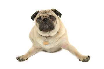 Image showing Pug resting