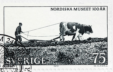Image showing Plowing with Oxen