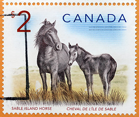 Image showing Sable Island Horse