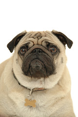 Image showing pug