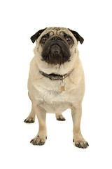 Image showing Pug on white background