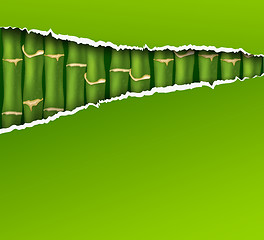 Image showing Bamboo background